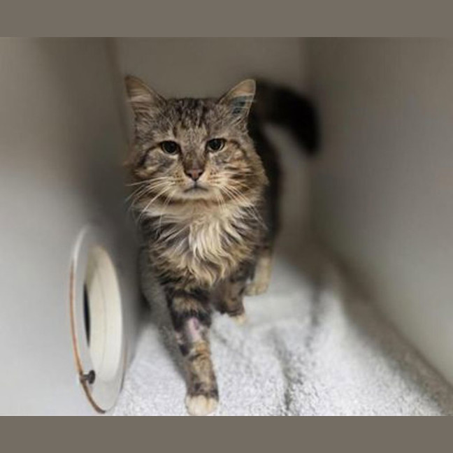 Photo of Romeo