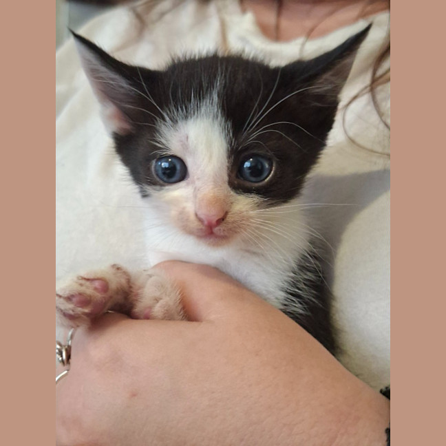 Photo of Fudge