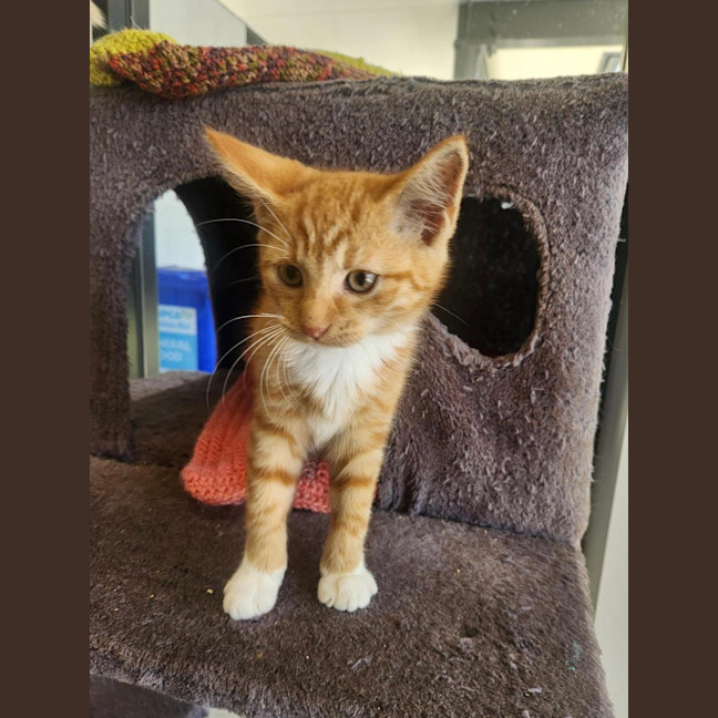 Photo of Cathy Freeman