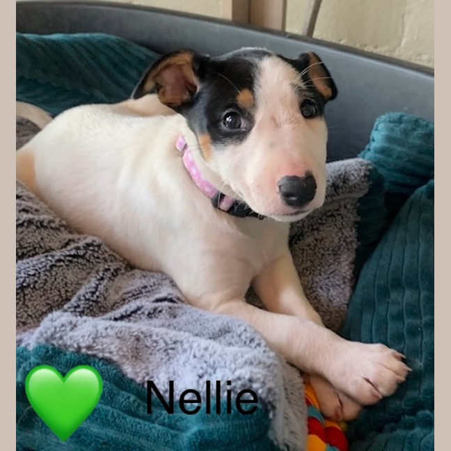 Photo of Nellie 