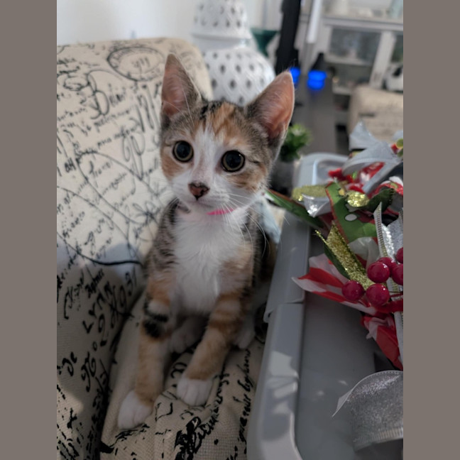 Photo of Torti Meet Me@Petstock Chelsea Store 