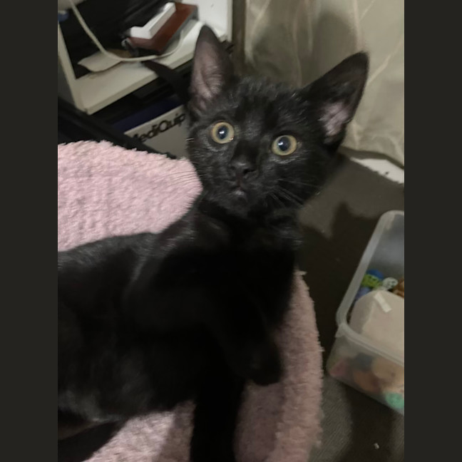 Photo of Licorice
