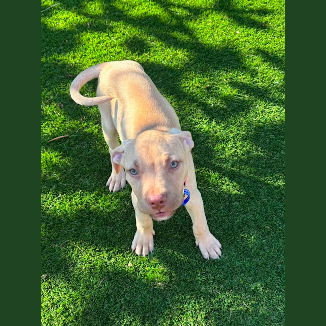 Photo of Squishy   11 Week Old Staffy X
