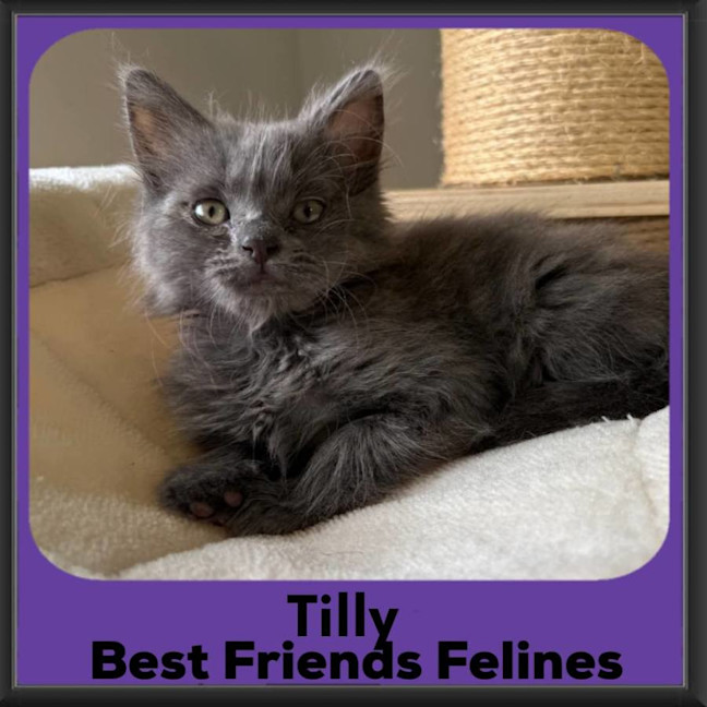 Photo of Tilly
