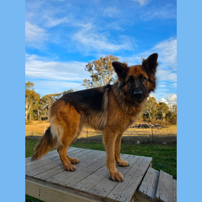 Photo of Otto