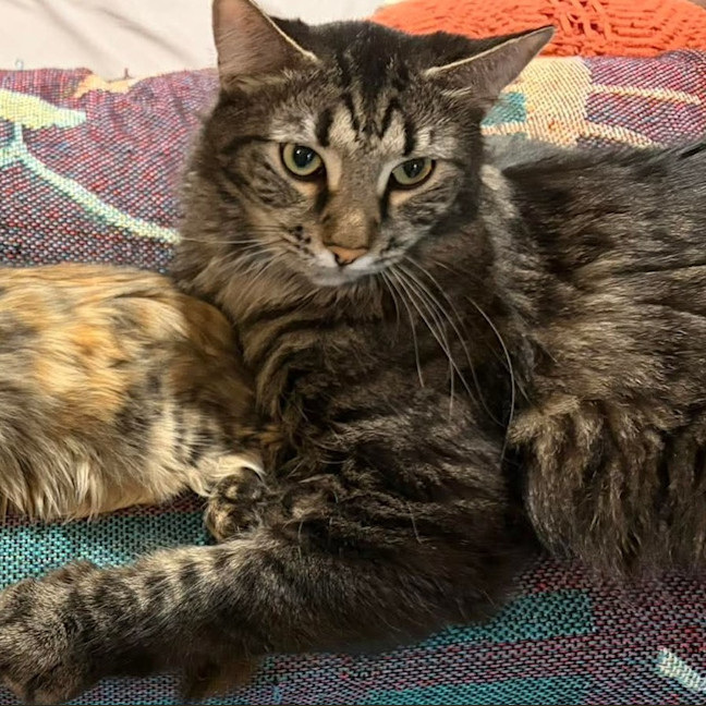 Photo of Nutmeg