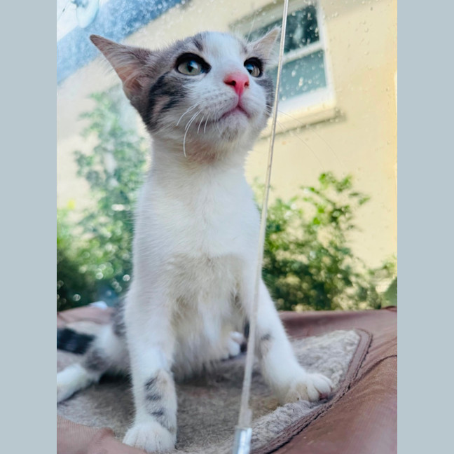 Photo of Marshmallow