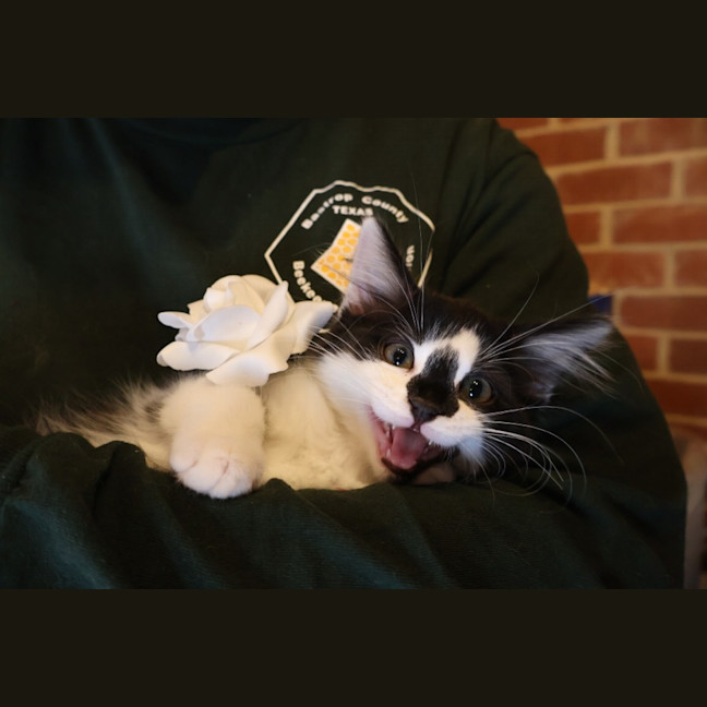 Photo of Tango
