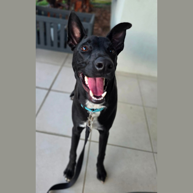 Photo of Blitzen