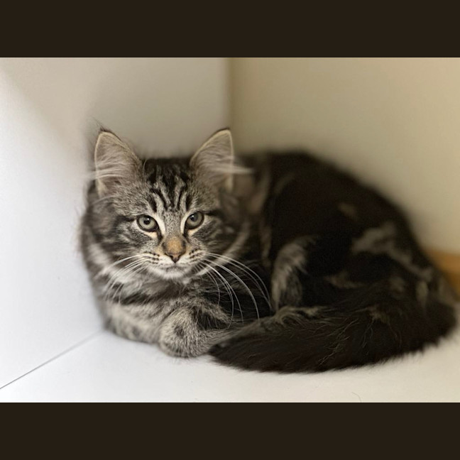 Photo of Miso   Burnie