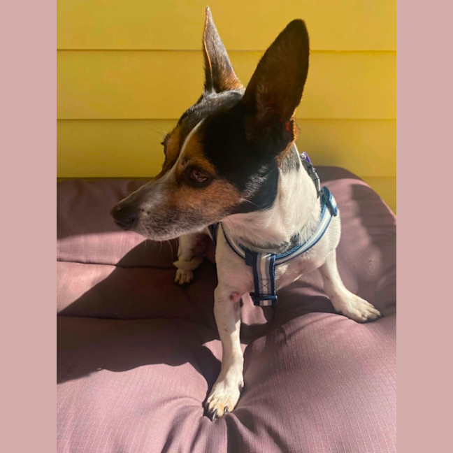 Photo of Rocky