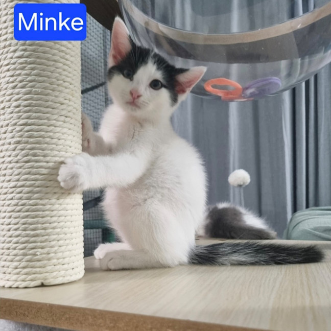Photo of Minke