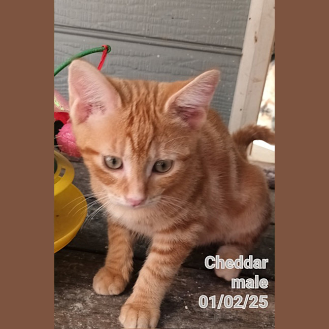 Photo of Cheddar
