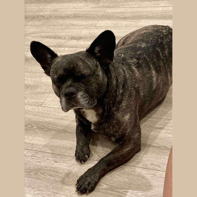 Photo of Buddy   6 Year Old Pug X French Bulldog