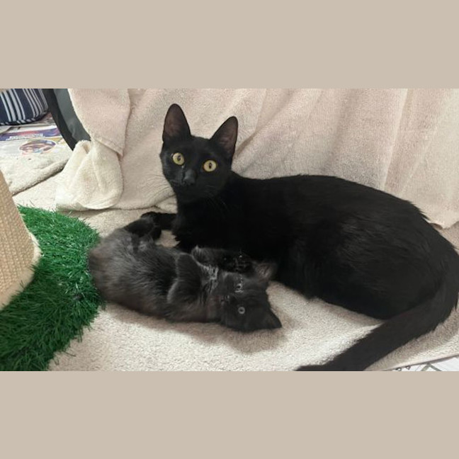 Photo of Toothless