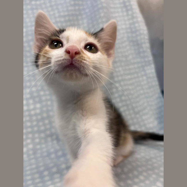 Photo of Blossom