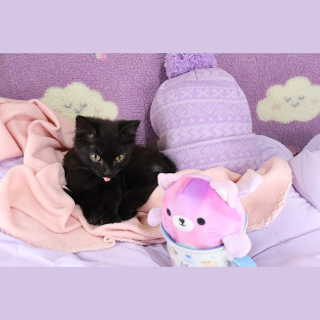 Photo of Bisque