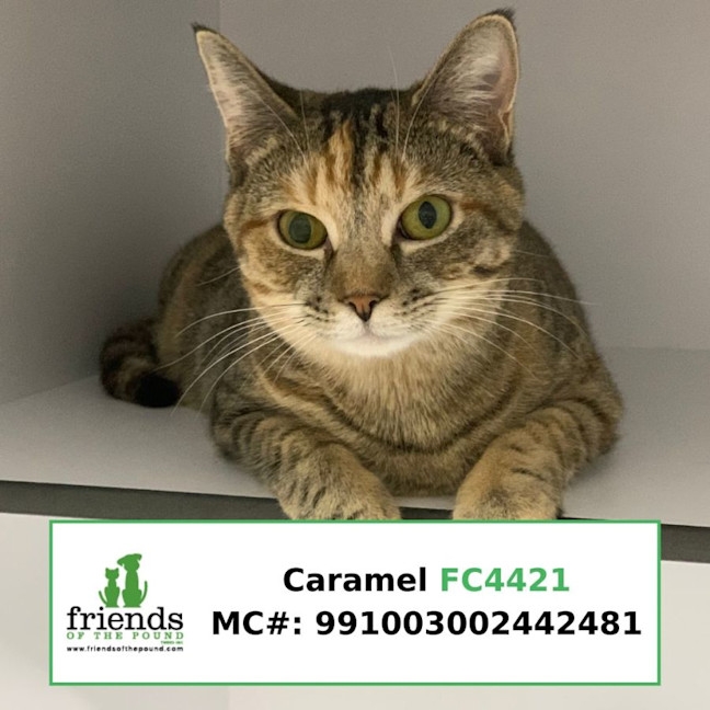 Photo of Caramel