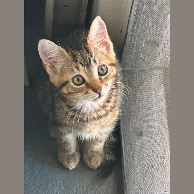 Photo of Kobe 💫💙