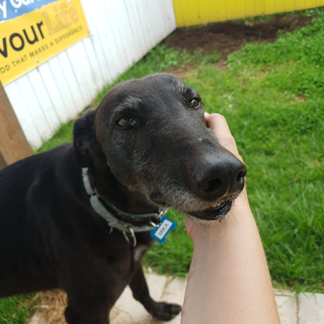Photo of Mika The Greyhound