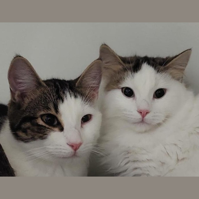 Photo of Choc And Chip