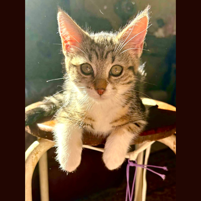 Photo of Eevee