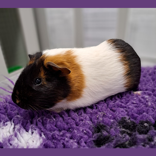 Photo of Chutney