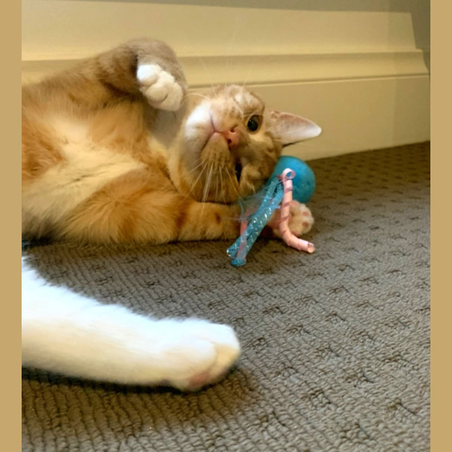 Photo of Sammy