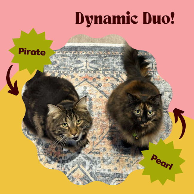 Photo of 🏴‍☠️ Pearl & Pirate 🏴‍☠️