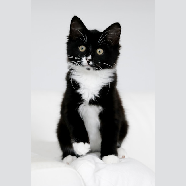 Photo of Mavis