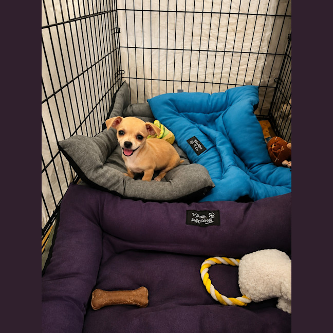 Photo of Peanut 🥜 