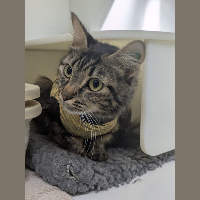 Photo of 🧁 Giovanna 6890 🧁