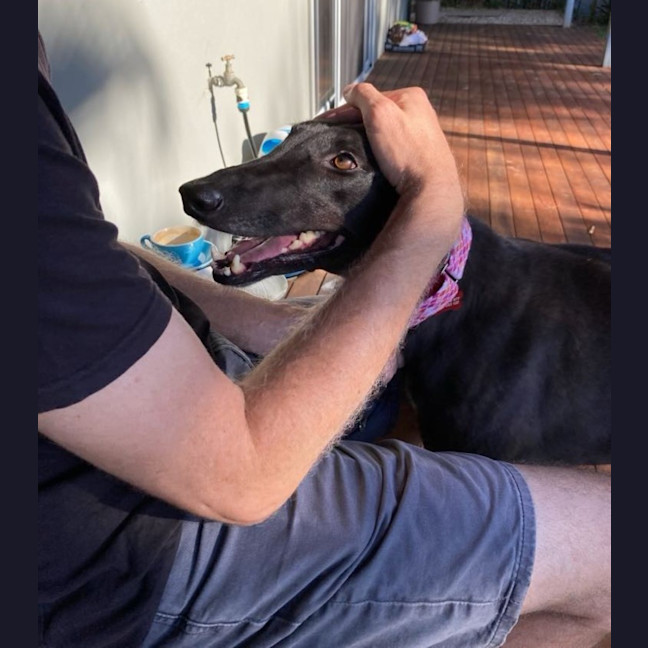 Photo of Misty, The Greyhound