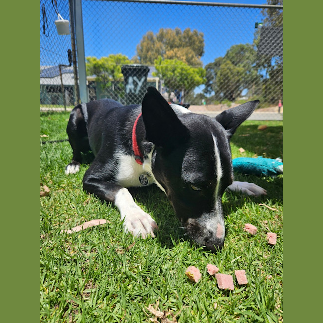 Photo of Nando (Spyro)