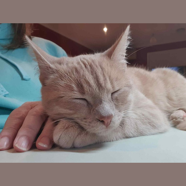 Photo of Taka **2nd Chance Cat Rescue**