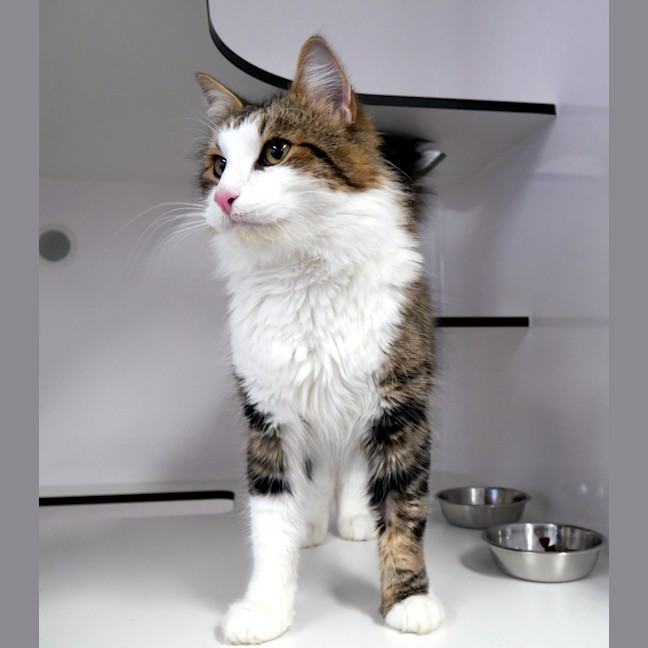 Photo of Iggy Sta013815