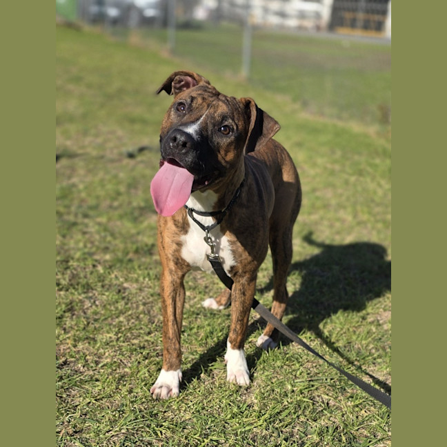 Photo of Lentil (66142)