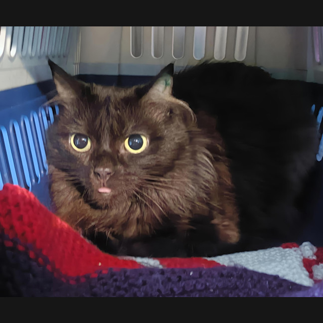 Photo of Maple