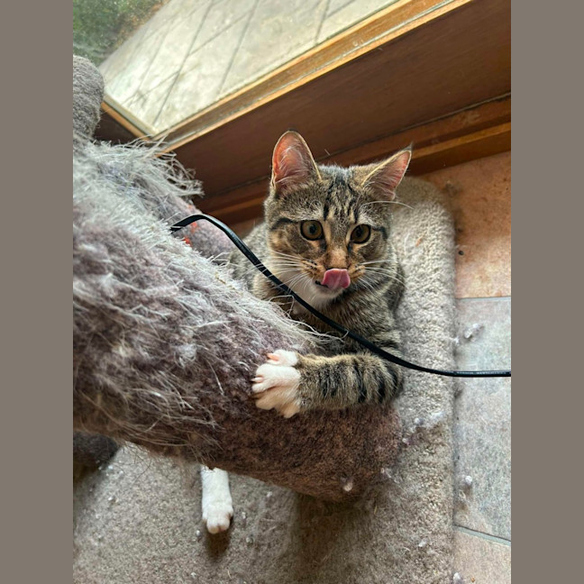 Photo of Cosmo