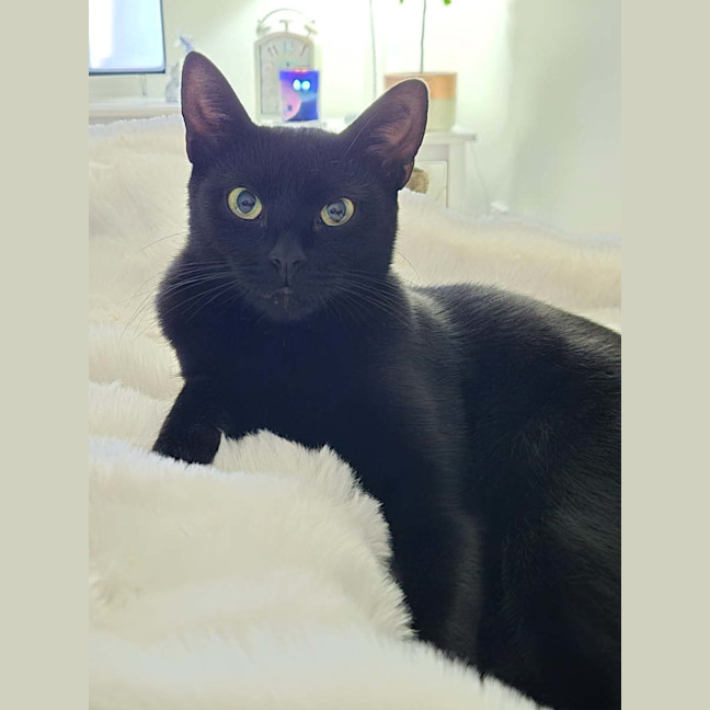 Photo of Nova
