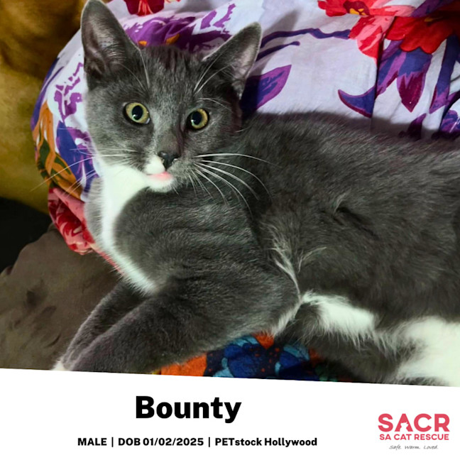 Photo of Bounty