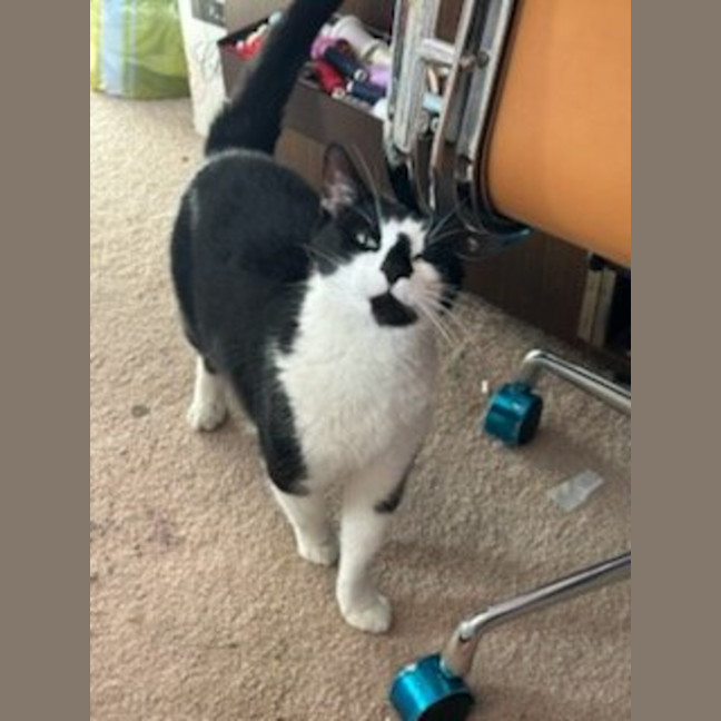 Photo of Ariki* 9 Lives Project Rescue*