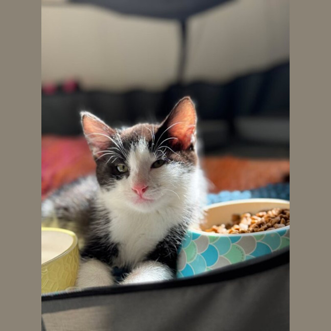 Photo of Flit