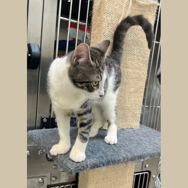 Photo of Bandar (9966)