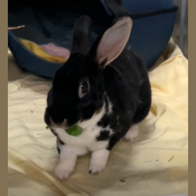 Photo of Beetlejuice