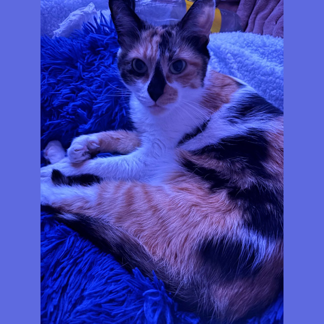 Photo of Missy