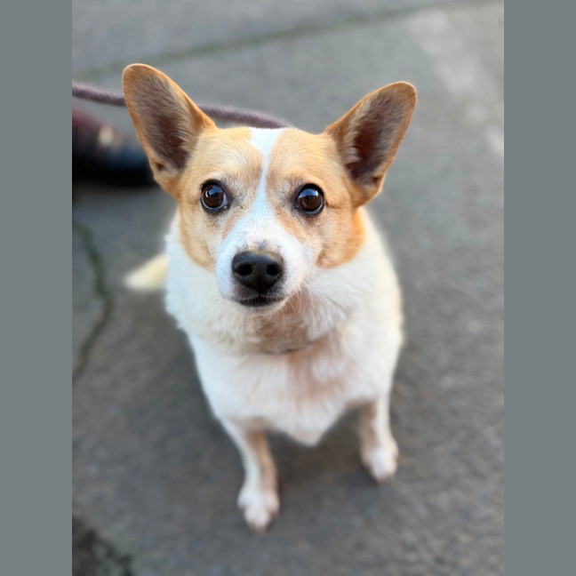 Photo of Tinker (Bonded With Lucky)