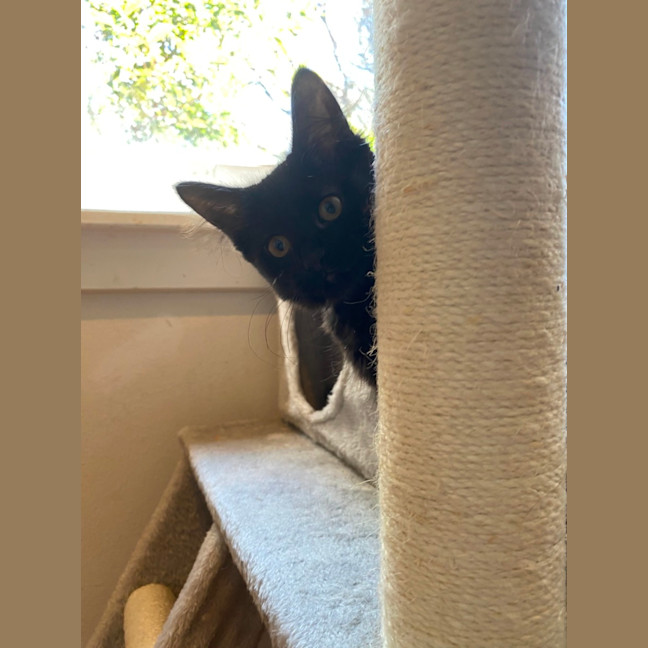 Photo of Midnight