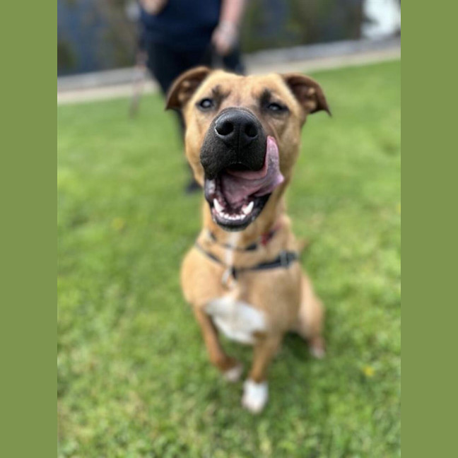 Photo of Nova