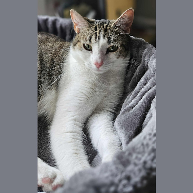 Photo of Dottie *9 Lives Project Rescue*